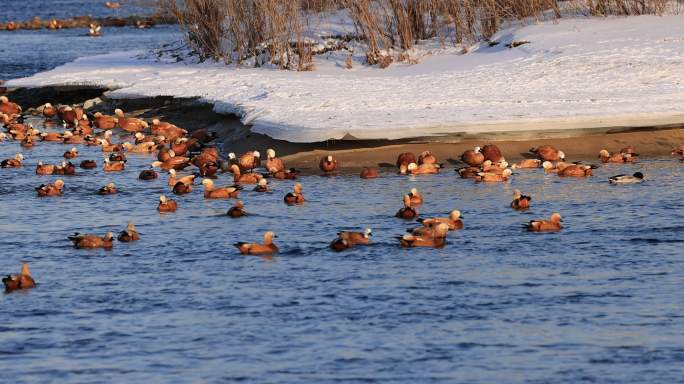 大量赤麻鸭在吉林市境内松花江冰水中嬉戏