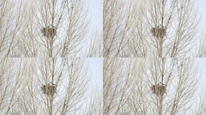 初春 鸟窝 鸟 树木 青海 高原