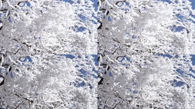 雾凇 冬季贺兰山 霜冻 雪景 树挂 蓝天