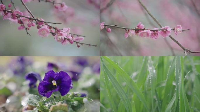 4K高速春雨植物