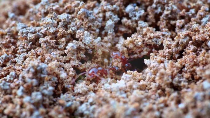 蚂蚁洞、微距蚂蚁活动