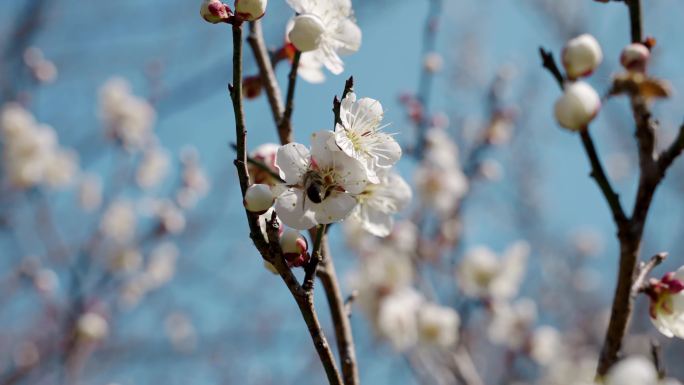 梅花 蜜蜂