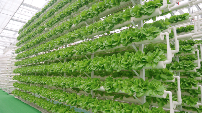4K科技农业-温室大棚-蔬菜种植