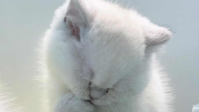 小白猫舔毛萌宠
