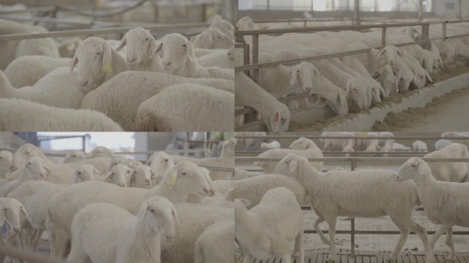 羊 养殖 4Klog3 高帧 素材
