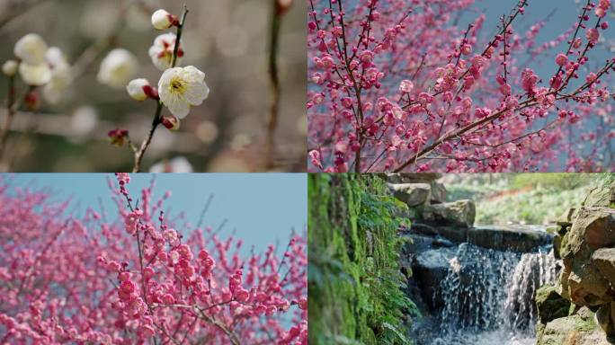 【合集】梅花 游客 跳舞的老年人