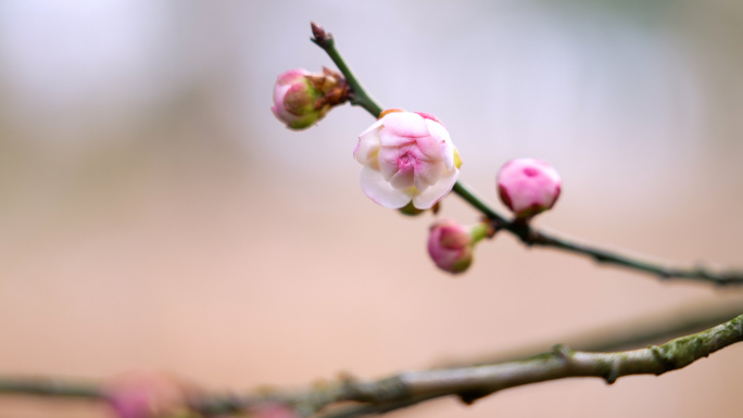 春天梅花盛开