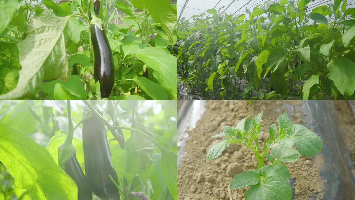 温室大棚蔬菜 茄子 土豆 温室 有机蔬菜