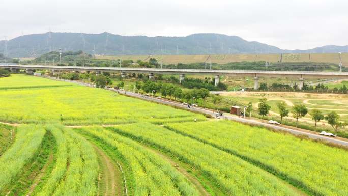 光明欢乐田园油菜花