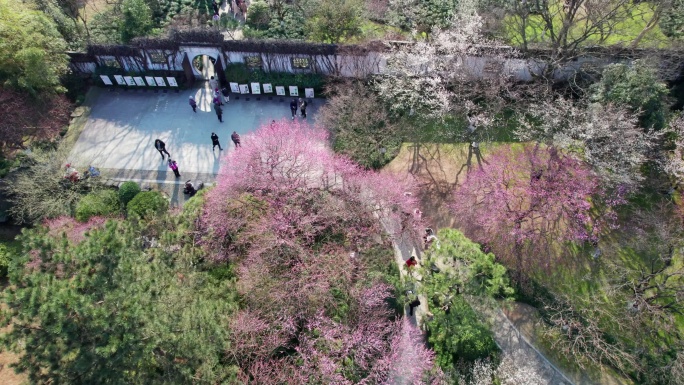 灵峰探梅 梅花园航拍