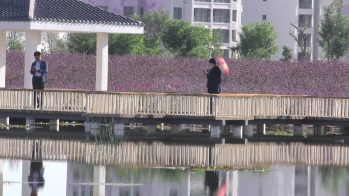 浪漫花城紫金花海薰衣草花城全国文明城市