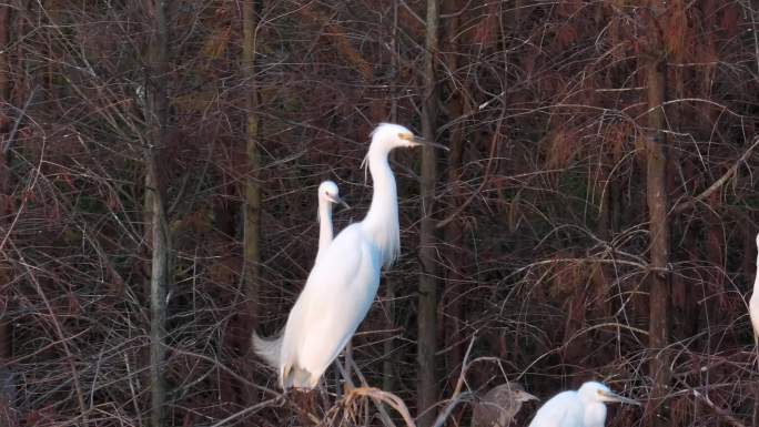湿地公园鸟群生态
