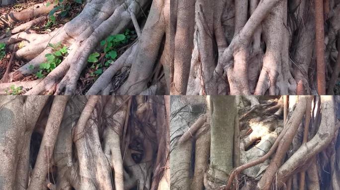 大树 藤缠树 树根