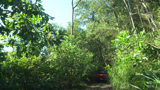 汽车行驶在雨林