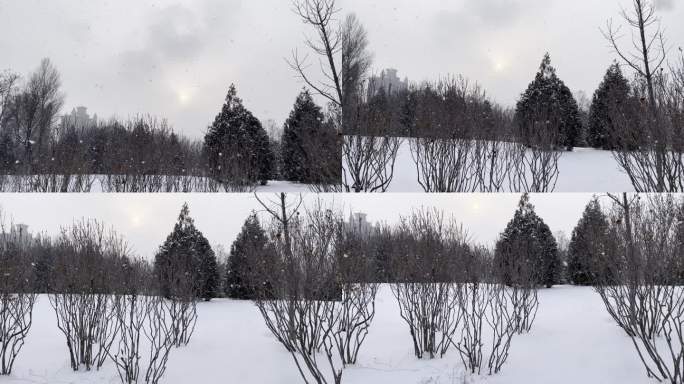 雪景
