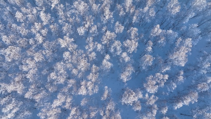 航拍雪野白桦林雾凇