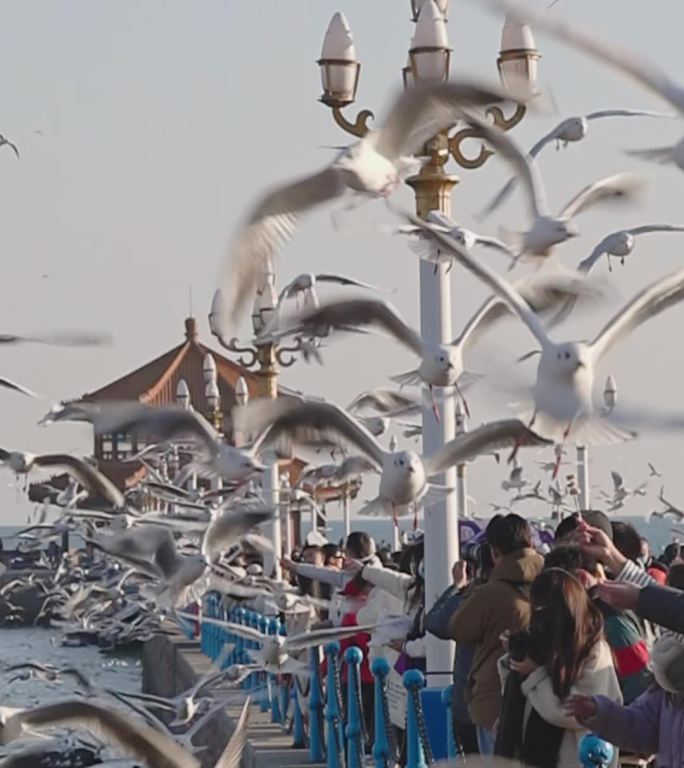 手机竖版青岛栈桥游客喂海鸥升格慢镜头