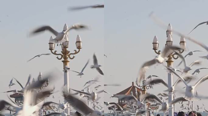 手机竖版青岛栈桥游客喂海鸥升格慢镜头