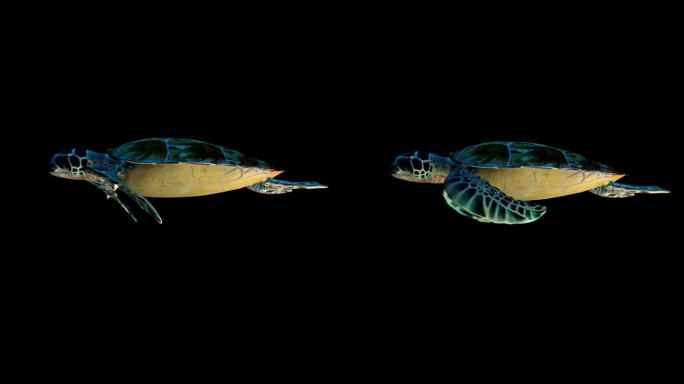 海龟 海洋生物 海洋 龟