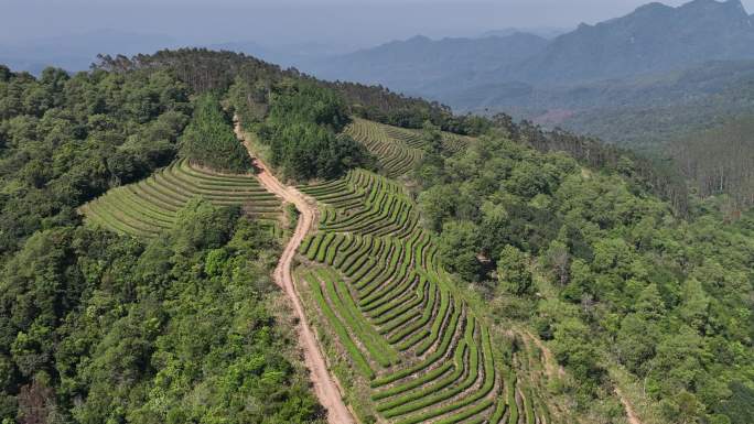 茶叶种植山头种植热带种植园