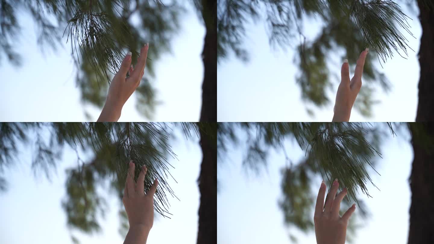 伸手抚摸松树叶手指触摸树叶感受亲近大自然