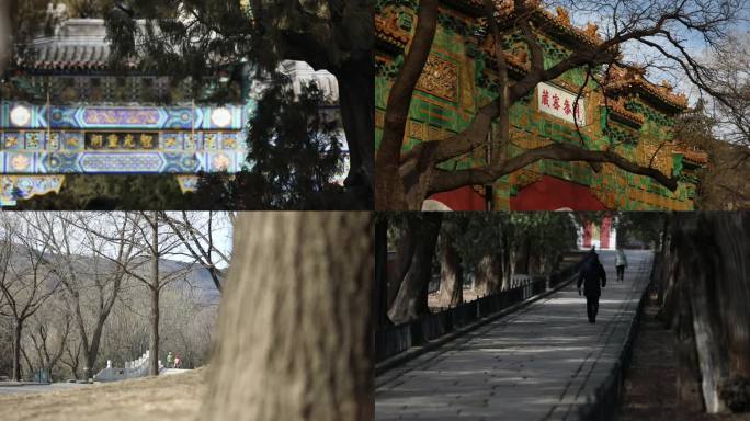 北京国家植物园风光冬季卧佛寺腊梅