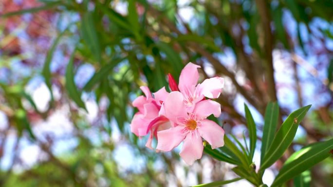 春季花开