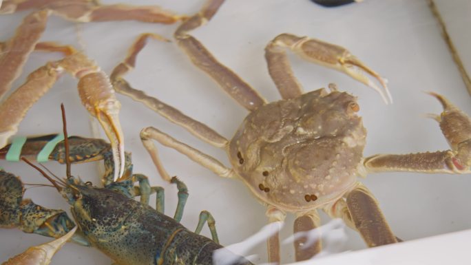 海鲜水产市场 巨型石斑 松叶蟹