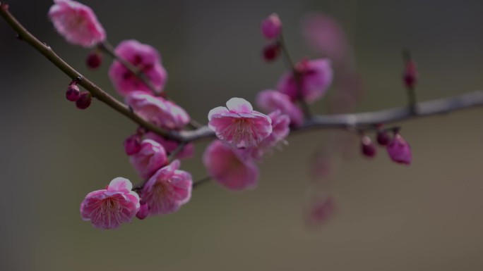 红梅花开