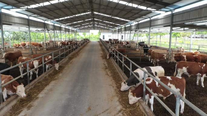 黄牛夷陵牛标准化养殖业养牛场牛舍牛养殖场
