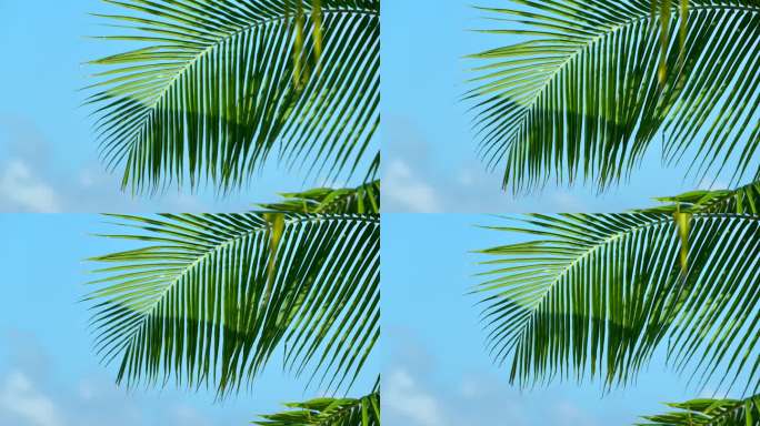 天空下的椰树