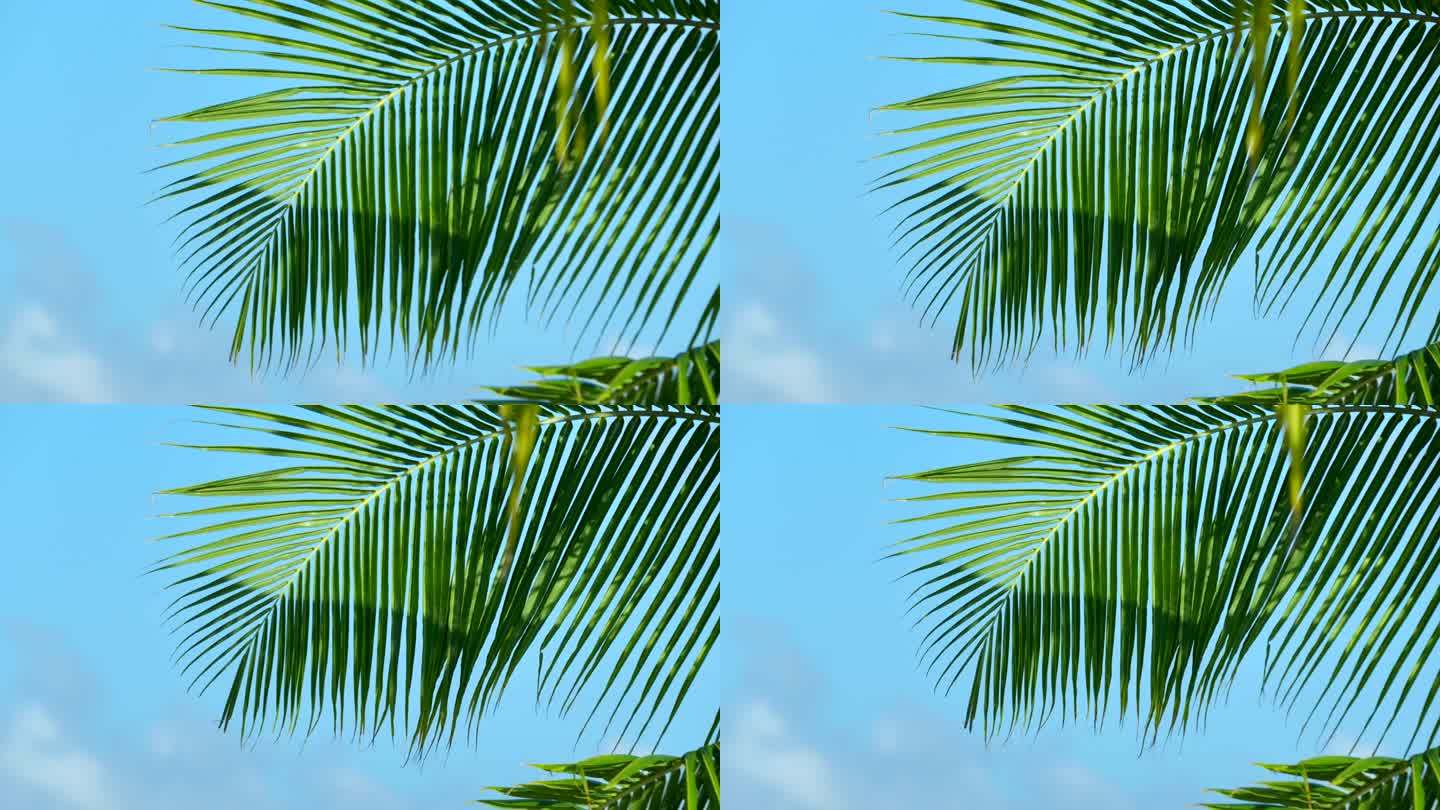 天空下的椰树