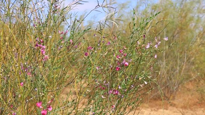沙漠中种植的防风固沙植物生长茂盛
