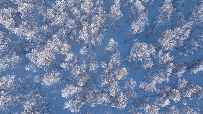 航拍雪野白桦林雾凇