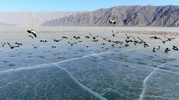 航拍冰面上的野鸭