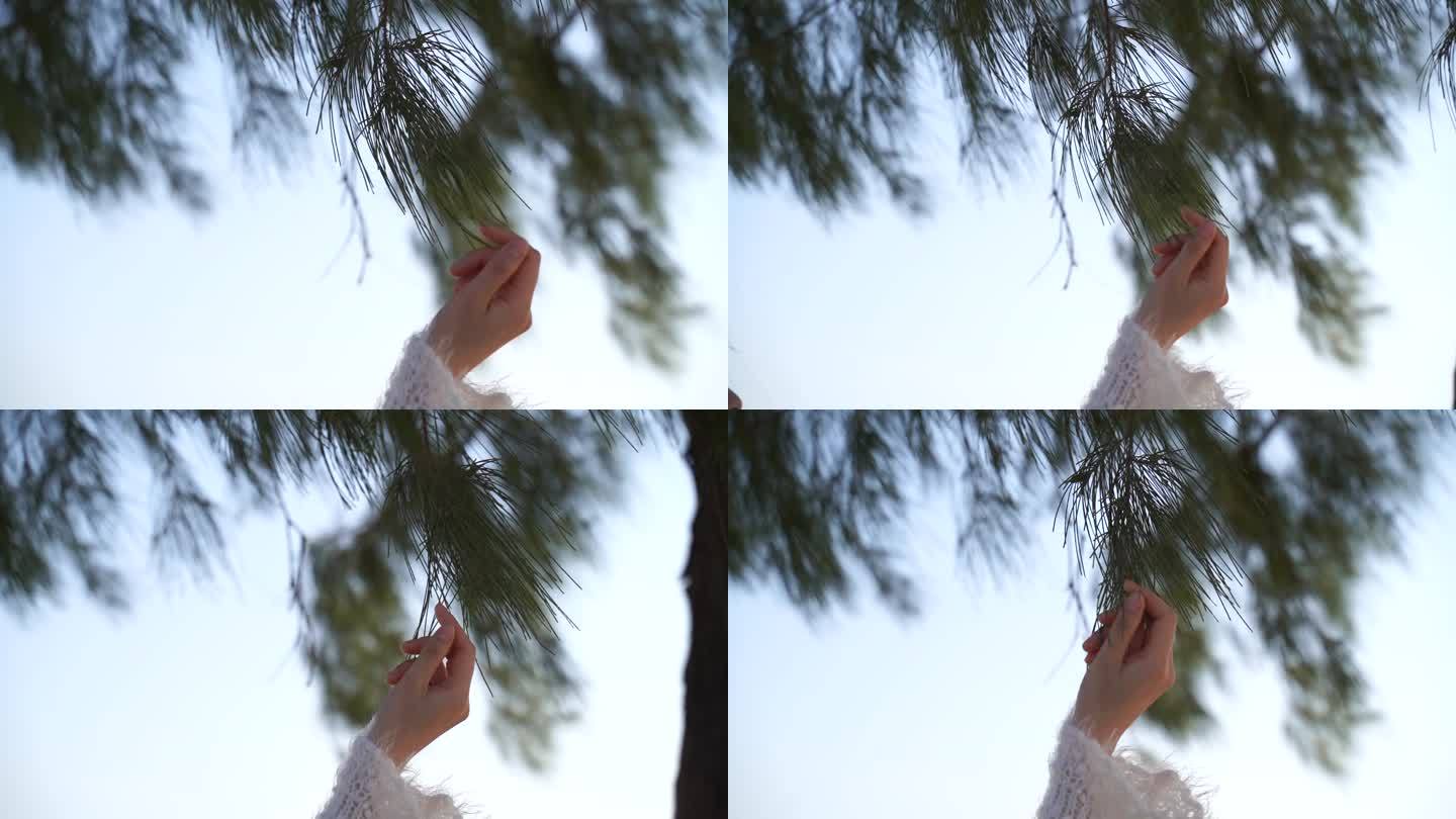 伸手抚摸松树叶手指触摸树叶感受亲近大自然