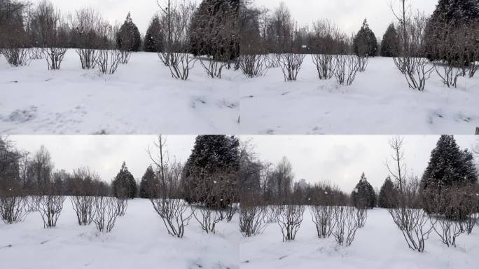 雪景