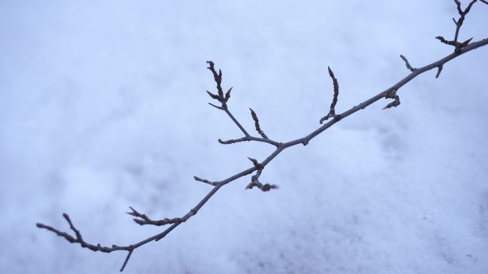 文艺雪景雪中画意