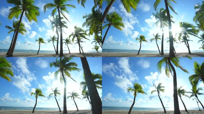 海边的两颗椰树