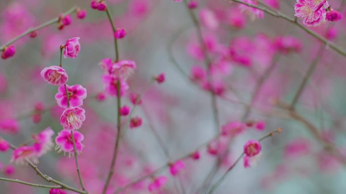 梅花花盛开