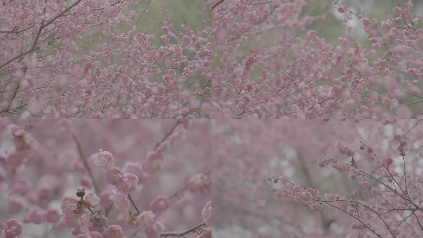 粉色梅花赏花+未调色