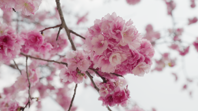 【4K】宜良樱花谷樱花盛开，春天的樱花