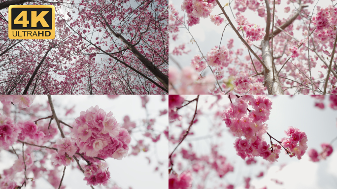【4K】宜良樱花谷樱花盛开，春天的樱花