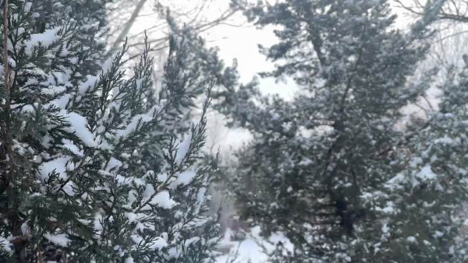 雪景