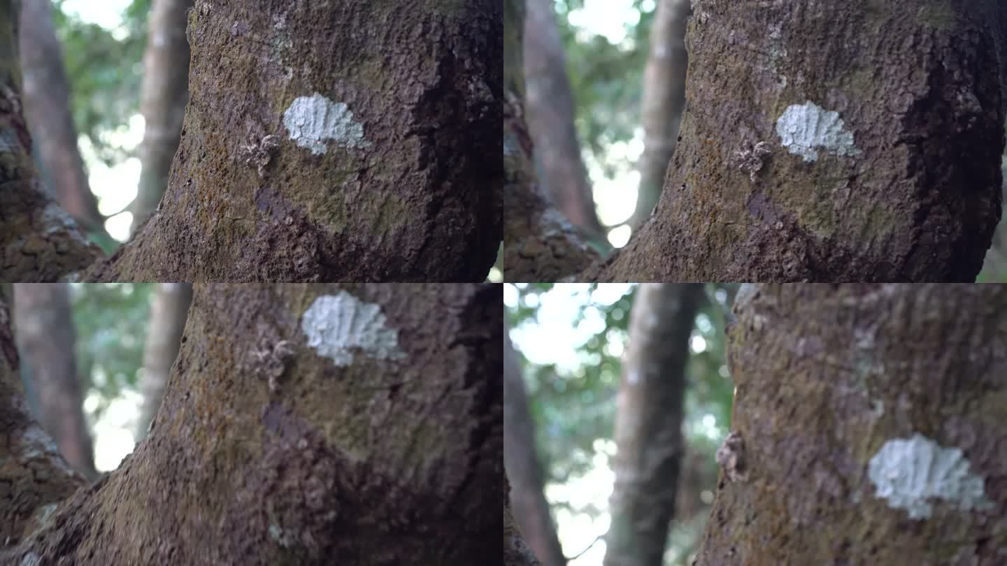 隐藏在树上的蜘蛛