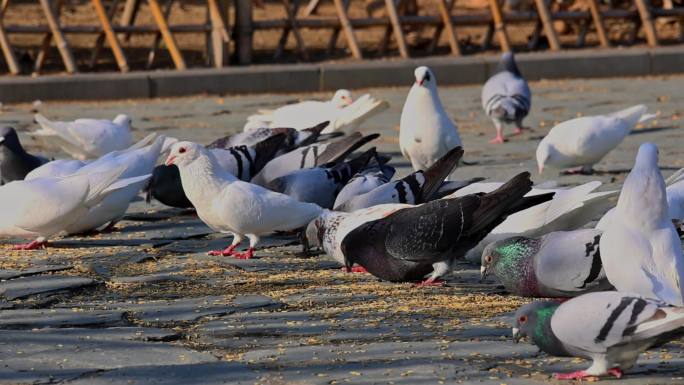 一群鸽子吃食物