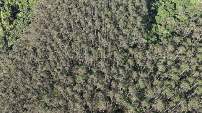 五指山森林槟榔树热带树林