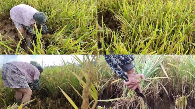 农民人工割水稻收谷子农民下地田间地头劳作