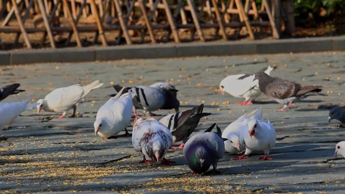 一群鸽子吃食物