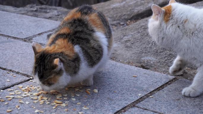 山间投食野猫清新悠闲